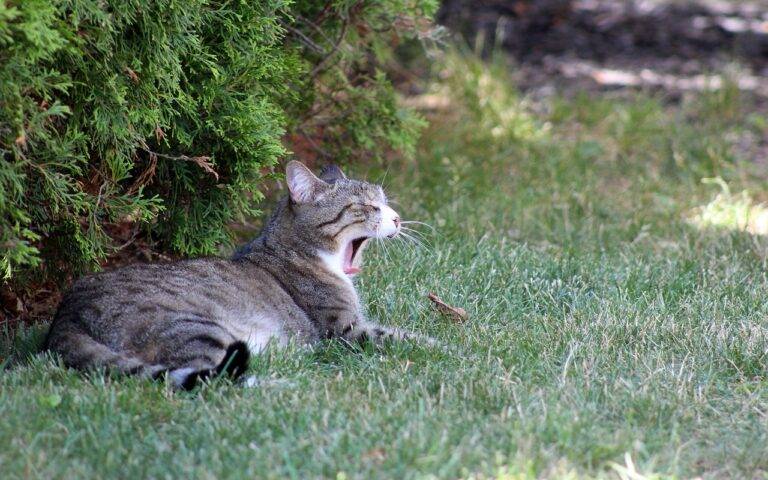 How to Choose Energy-Efficient Windows for Your Home: Making the Right Investment