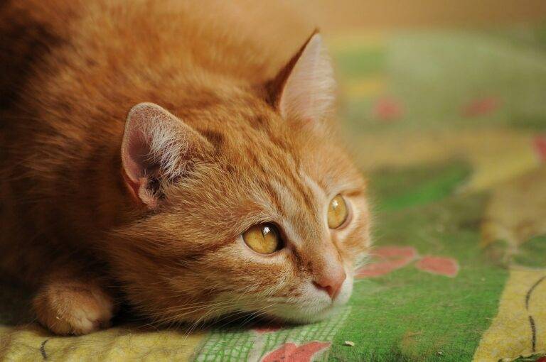 Sustainable Home Office Design: Eco-Friendly Furniture and Accessories