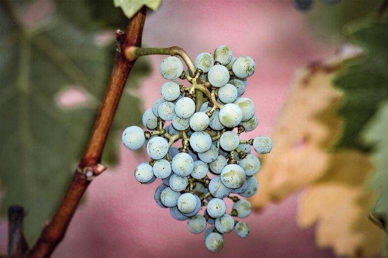 How to Create a Food Business with a Minimal Budget