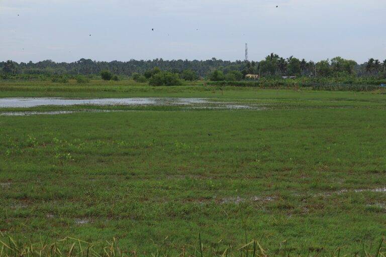 Election Results and Their Impact on Environmental Policy