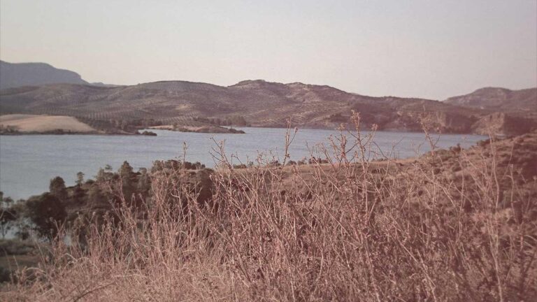 What Is The Www Cricbet99 Win Website Used For?